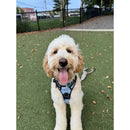 Petite Market Bag in Natural Bolonka by Amy Logsdon