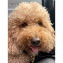 Petite Market Bag in Natural Goldendoodle by Amy Logsdon