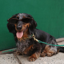 Petite Market Bag in Natural Long Hair Dachshund by Amy Logsdon