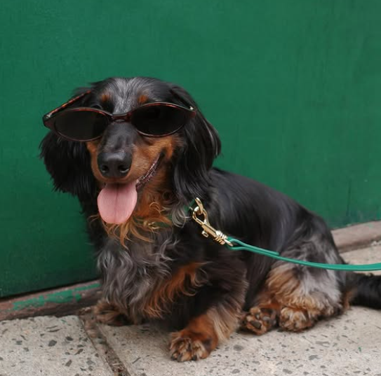 Petite Market Bag in Natural Long Hair Dachshund by Amy Logsdon