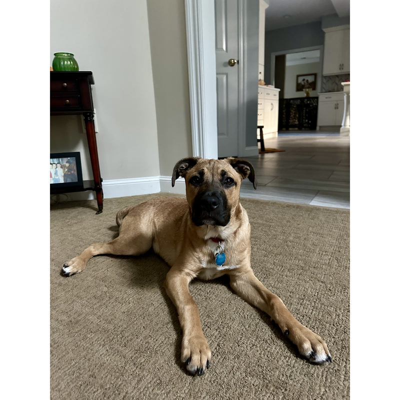 Petite Market Bag in Natural Mutt by Amy Logsdon