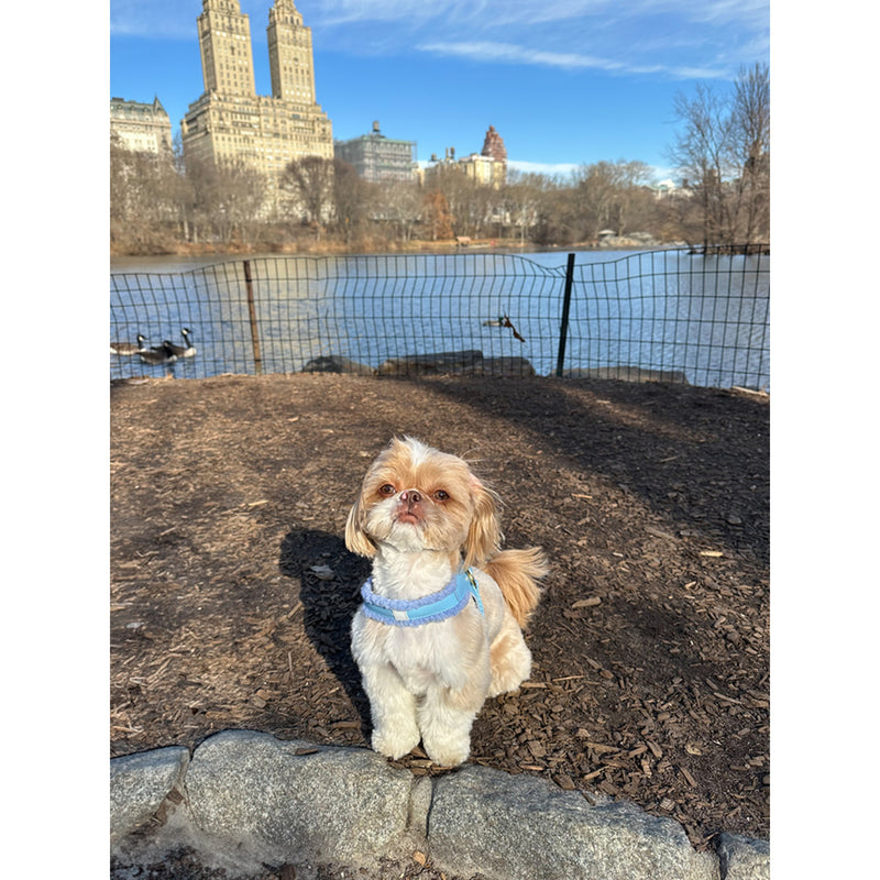 Petite Market Bag in Natural Shih Tzu by Amy Logsdon