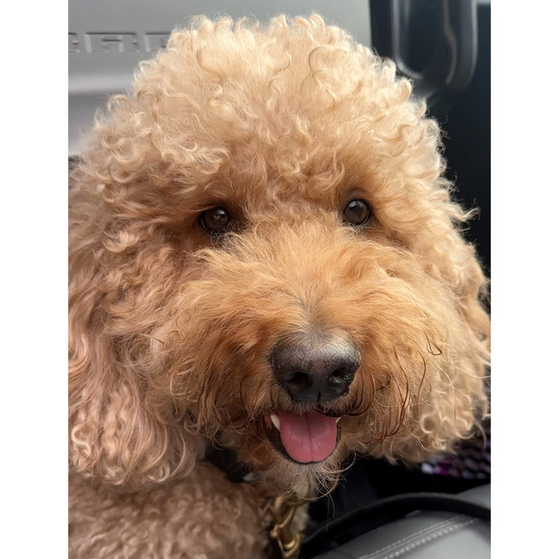 Petite Market Bag in Natural Goldendoodle by Amy Logsdon