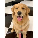 Petite Market Bag in Natural Golden Retriever by Amy Logsdon